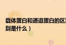 载体蛋白和通道蛋白的区别知乎（载体蛋白和通道蛋白的区别是什么）