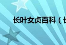 长叶女贞百科（长叶女贞有什么价值）