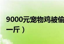 9000元宠物鸡被偷（这种鸡市场售价3000元一斤）