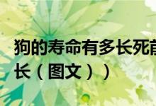 狗的寿命有多长死前有何预兆（狗的寿命有多长（图文））