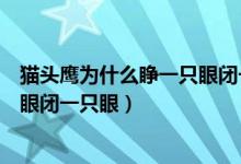 猫头鹰为什么睁一只眼闭一只眼睡觉（猫头鹰为什么睁一只眼闭一只眼）