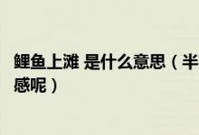 鲤鱼上滩 是什么意思（半夜鲤鱼来上滩”抒发了什么样的情感呢）