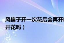风信子开一次花后会再开吗（风信子开花以后还可以第二次开花吗）