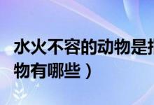 水火不容的动物是指什么生肖（水火不容的动物有哪些）