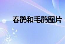 春鹃和毛鹃图片（春鹃和毛鹃的区别）