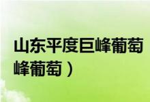 山东平度巨峰葡萄（山东平度什么地方种植巨峰葡萄）