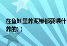在鱼缸里养泥鳅都要喂什么东西?（泥鳅吃什么{是在鱼缸里养的)）