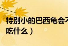 特别小的巴西龟会不会咬人（特别小的巴西龟吃什么）