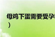 母鸡下蛋需要受孕吗（母鸡下蛋需要公鸡吗?）
