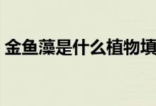 金鱼藻是什么植物填空（金鱼藻是什么植物）