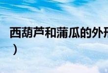西葫芦和蒲瓜的外形区别（西葫芦和蒲瓜区别）
