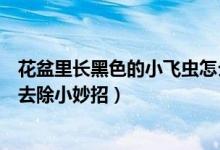 花盆里长黑色的小飞虫怎么办（花盆里有黑色的小飞虫怎么去除小妙招）