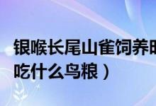 银喉长尾山雀饲养时注意什么（银喉长尾山雀吃什么鸟粮）