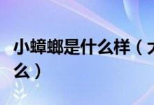 小蟑螂是什么样（大蟑螂和小蟑螂的区别是什么）