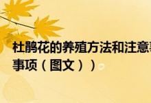 杜鹃花的养殖方法和注意事项图（杜鹃花的养殖方法和注意事项（图文））