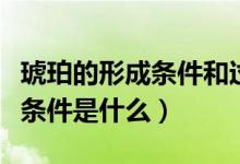 琥珀的形成条件和过程（琥珀形成过程的必要条件是什么）