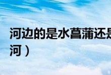 河边的是水菖蒲还是石菖蒲（菖蒲河又名什么河）
