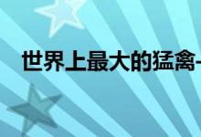世界上最大的猛禽——查看：安第斯神鹫