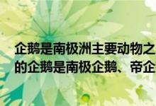 企鹅是南极洲主要动物之一,哪种企鹅数量最多?（体型最大的企鹅是南极企鹅、帝企鹅、冠企鹅还是白鳍企鹅）
