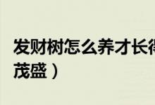 发财树怎么养才长得最茂盛（发财树怎么养才茂盛）