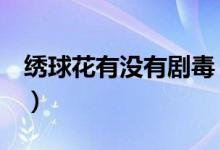 绣球花有没有剧毒（绣球花有没有毒（图文））