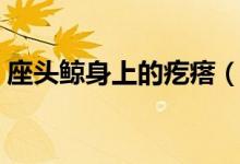 座头鲸身上的疙瘩（座头鲸身上的疙瘩是啥）