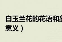 白玉兰花的花语和象征意义（玉兰花语和象征意义）