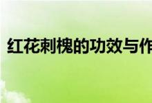  红花刺槐的功效与作用 红花刺槐有什么益处 