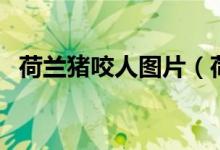 荷兰猪咬人图片（荷兰猪咬人吗（图文））