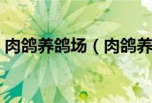 肉鸽养鸽场（肉鸽养殖场的布局要求有哪些）