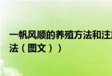 一帆风顺的养殖方法和注意事项有哪些（一帆风顺的养殖方法（图文））
