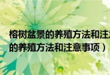 榕树盆景的养殖方法和注意事项榕树用什么土质（榕树盆景的养殖方法和注意事项）
