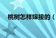 桃树怎样嫁接的（嫁接桃树的正确方法）
