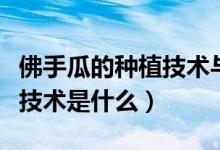 佛手瓜的种植技术与管理视频（佛手瓜的种植技术是什么）