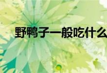 野鸭子一般吃什么（野鸭子吃什么食物）