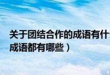 关于团结合作的成语有什么（关于团结合作的词语、谚语和成语都有哪些）