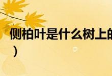 侧柏叶是什么树上的（侧柏叶是什么树的叶子）