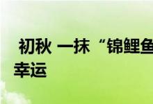  初秋 一抹“锦鲤鱼红”来到人间 让它带给你幸运 