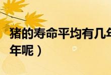 猪的寿命平均有几年（母猪的平均寿命是多少年呢）