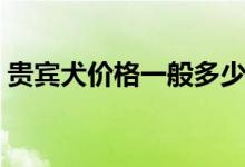 贵宾犬价格一般多少钱（贵宾犬应该怎么养）