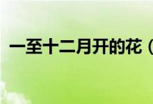 一至十二月开的花（一至十二月开什么花?）