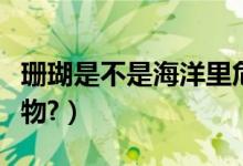 珊瑚是不是海洋里危险的动物（珊瑚是不是生物?）