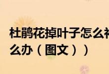 杜鹃花掉叶子怎么补救最快（杜鹃花掉叶子怎么办（图文））
