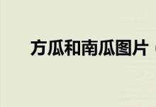 方瓜和南瓜图片（方瓜和南瓜的区别）