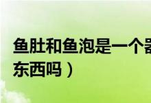 鱼肚和鱼泡是一个器官嘛（鱼肚和鱼泡是一个东西吗）