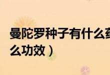曼陀罗种子有什么药用价值（曼陀罗种子有什么功效）
