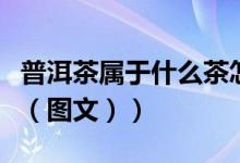 普洱茶属于什么茶怎么样（普洱茶属于什么茶（图文））