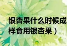 银杏果什么时候成熟（成熟后是什么样的 怎样食用银杏果）