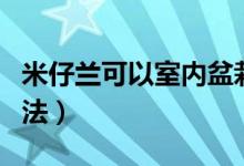 米仔兰可以室内盆栽吗（米仔兰的家庭养殖方法）
