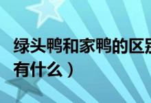 绿头鸭和家鸭的区别（绿头鸭与普通鸭的区别有什么）